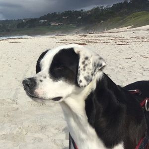 Meet your Posher, Annette